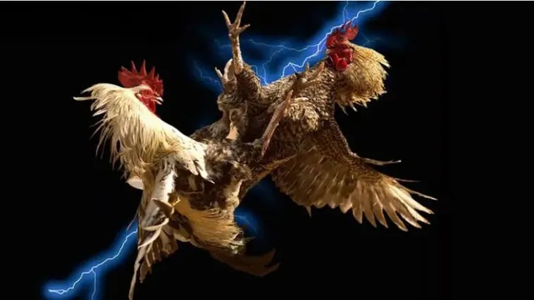 Đá Gà WinBet Trải Nghiệm Đỉnh Cao Cùng Những Kê Thủ Bất Bại