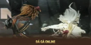 Chinh Phục Sàn Đấu Đá Gà GA28 WinBet Cực Dễ Dàng Cho Tân Binh 2 Chinh Phục Sàn Đấu Đá Gà GA28 WinBet Cực Dễ Dàng Cho Tân Binh
