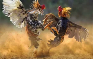 Bí Kíp Chơi Đá Gà WS168 Tại WinBet Thắng Lớn Cho Người Mới 1 Bí Kíp Chơi Đá Gà WS168 Tại WinBet Thắng Lớn Cho Người Mới