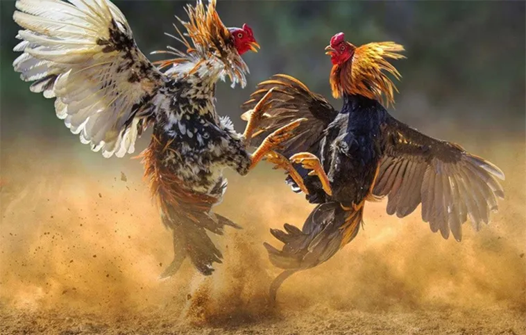 Bí Kíp Chơi Đá Gà WS168 Tại WinBet Thắng Lớn Cho Người Mới 1 Bí Kíp Chơi Đá Gà WS168 Tại WinBet Thắng Lớn Cho Người Mới